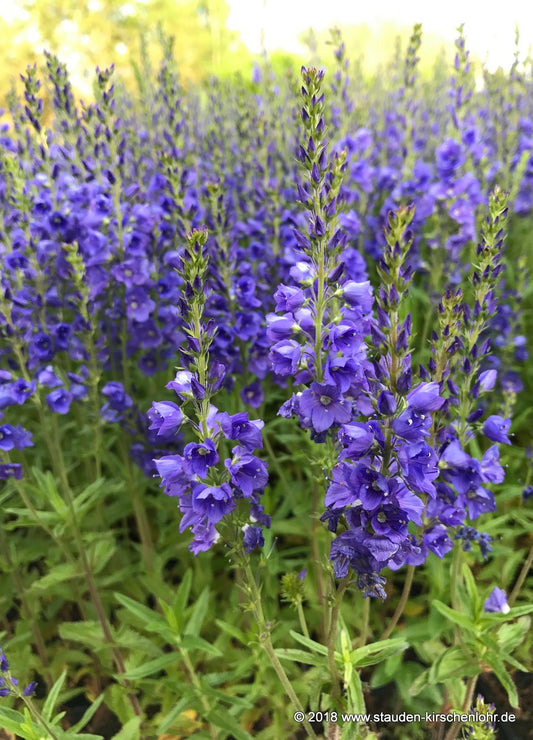 Veronica teucrium 'Azurit'