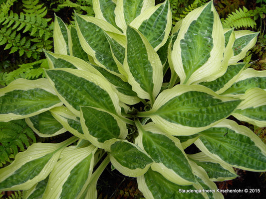 Hosta 'Hanky Panky' ®