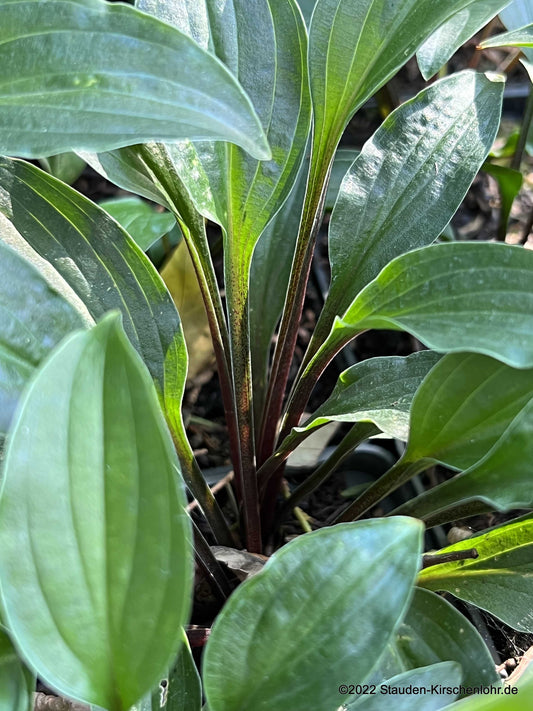 Hosta 'Emeralds and Rubies'