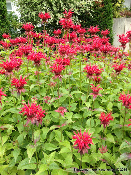 Monarda 'Gardenview Scarlet'