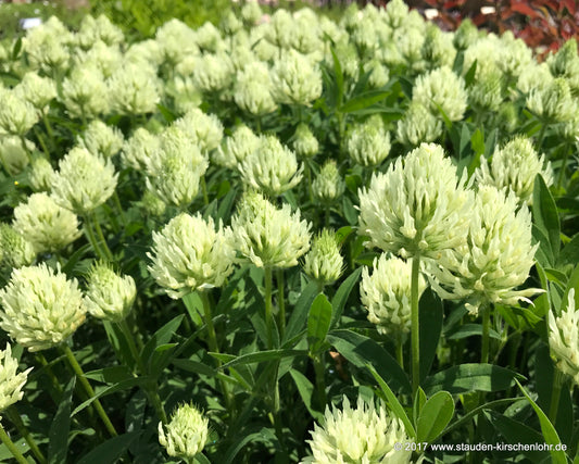 Trifolium ochroleucon