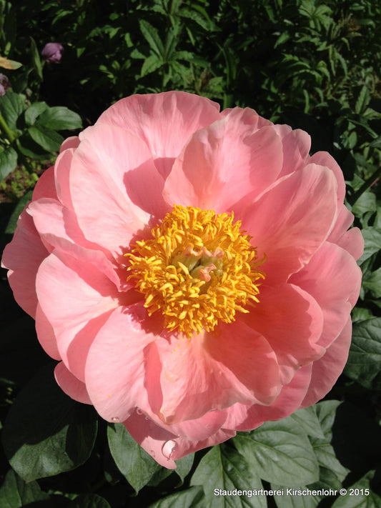 Paeonia 'Salmon Dream'