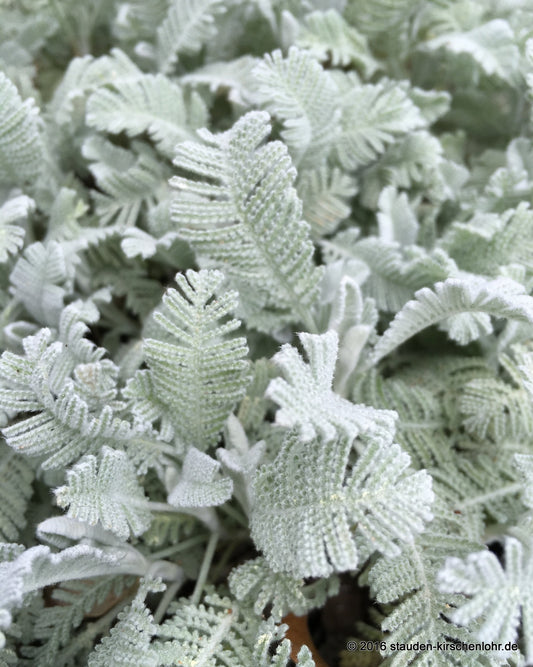 Tanacetum densum subsp. amanii