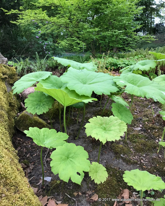 Astilboides tabularis
