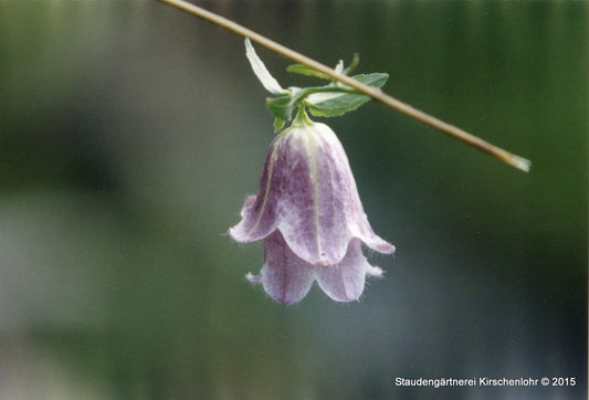 Campanula 'Pantaloons' ®