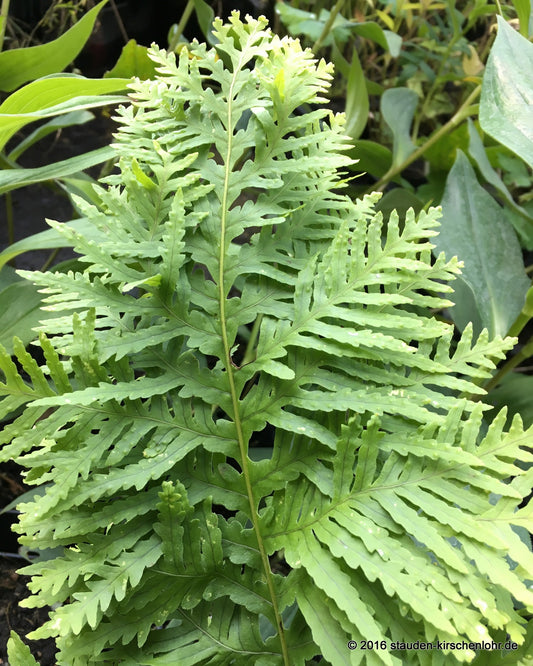 Polypodium cambricum 'Oakleyae'