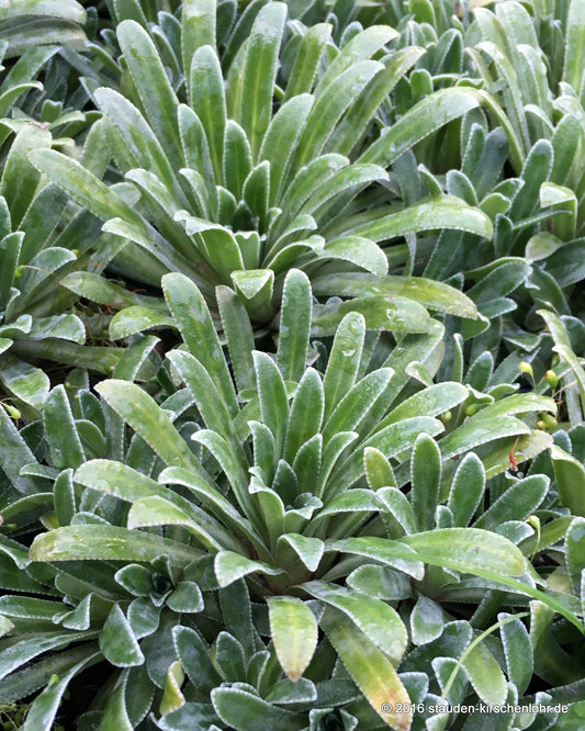 Saxifraga paniculata 'Rex'