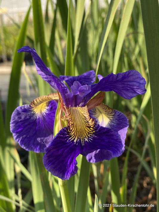 Iris sibirica 'Libelle'