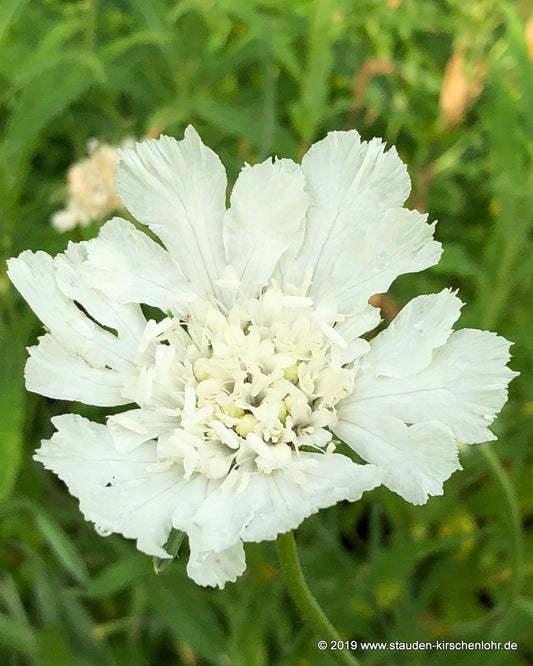 Scabiosa caucasica 'Miss E. Willmott'