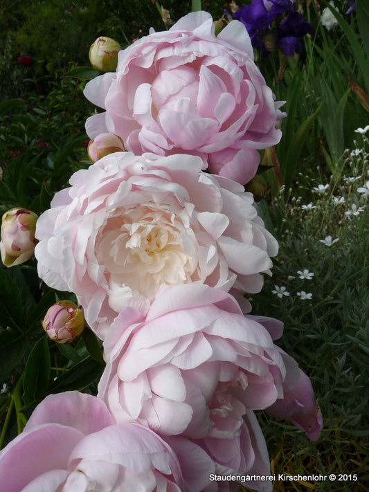 Paeonia 'Mrs. Franklin D. Roosevelt'
