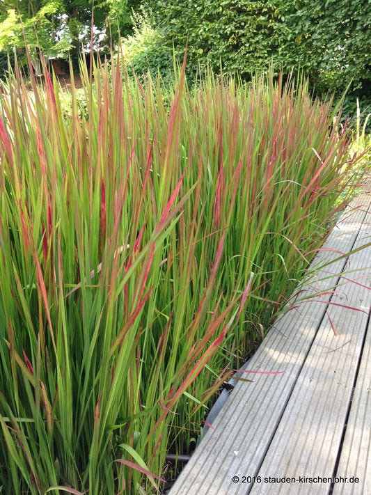 Imperata cylindrica var. major 'Rubra'