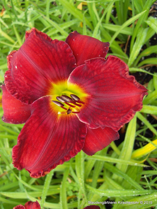 Hemerocallis 'Assyrian Chariot'