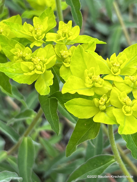 Euphorbia flavicoma