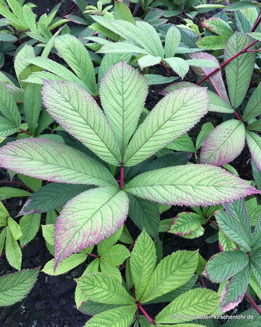 Rodgersia sambucifolia 'Rothaut'