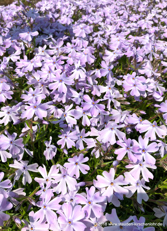 Phlox subulata 'Emerald Cushion Blue'