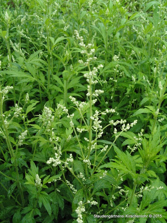 Artemisia lactiflora 'Elfenbein'