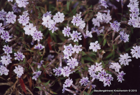 Phlox bifida 'Starbright'