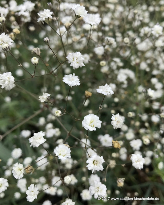 Gypsophila paniculata 'Bristol Fairy'