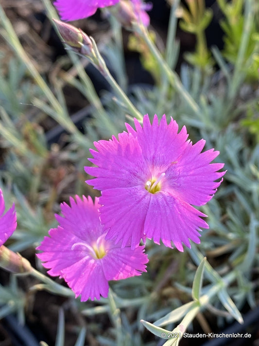 Dianthus gratianopolitanus 'Amaranth'