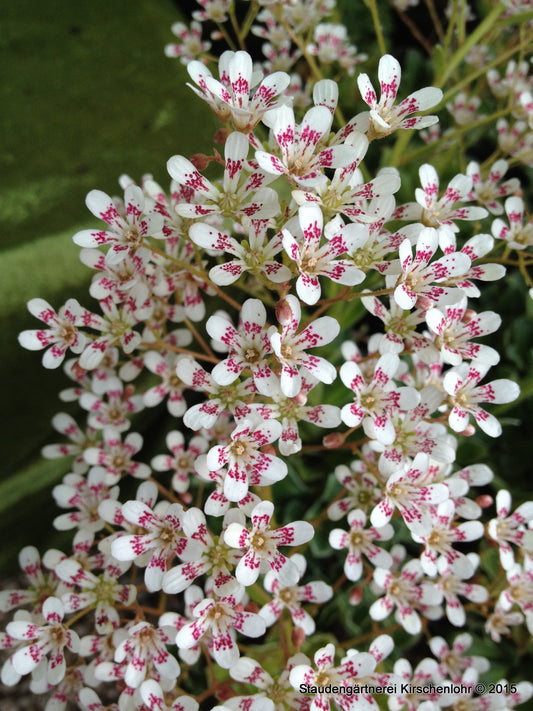 Saxifraga cotyledon 'Southside Seedling'