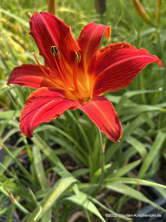 Hemerocallis 'Amadeus'