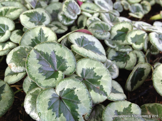 Cyclamen coum 'Something Magic' Klon TN