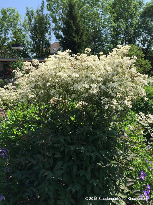 Clematis recta 'Purpurea'