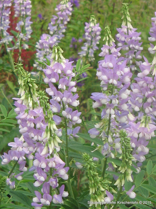 Galega x hartlandii 'His Majesty'