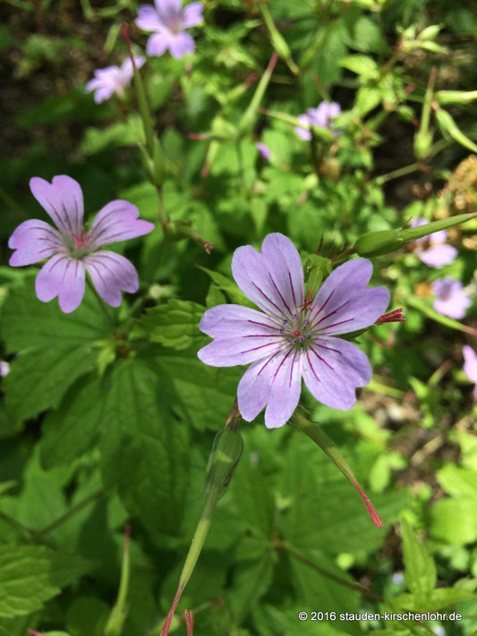 Geranium nodosum