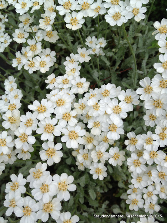 Achillea umbellata