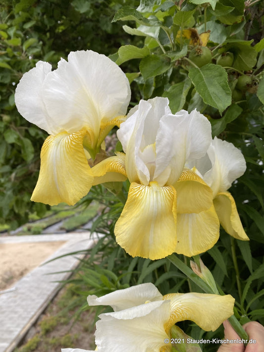 Iris barbata-elatior 'Echo de France'