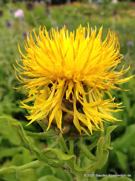 Centaurea macrocephala