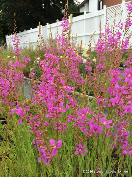 Lythrum virgatum 'Swirl'