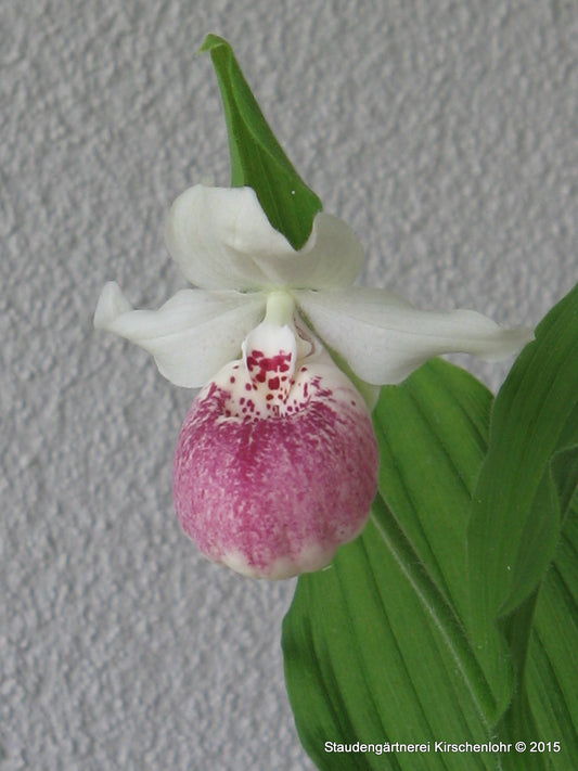 Cypripedium 'Ulla Silkens' NIS