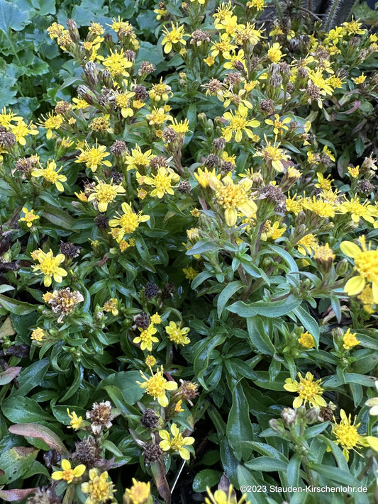 Solidago virgaurea var. minuta subsp. minutissima