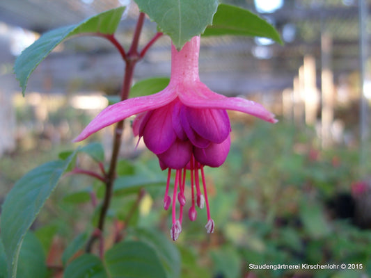 Fuchsia 'Constance'