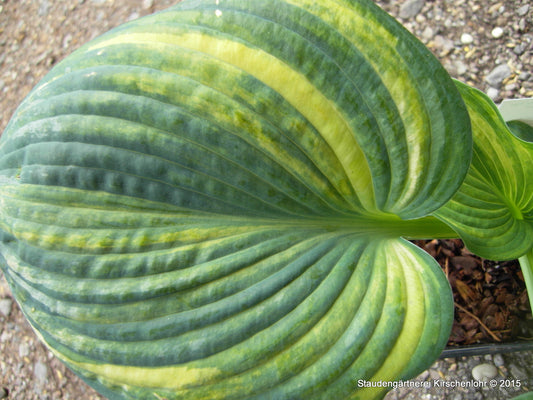 Hosta 'Ice Age Trail'