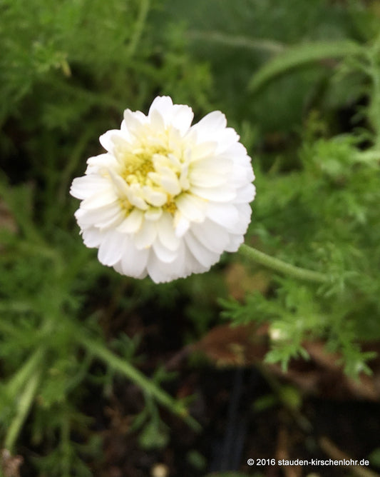 Chamaemelum nobile 'Plenum'