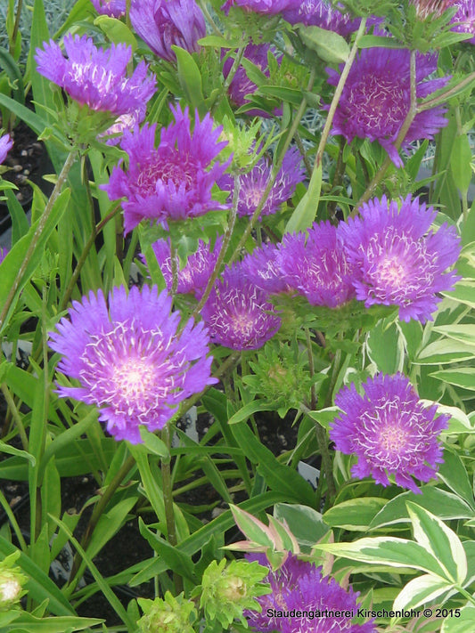 Stokesia laevis 'Purple Parasols'