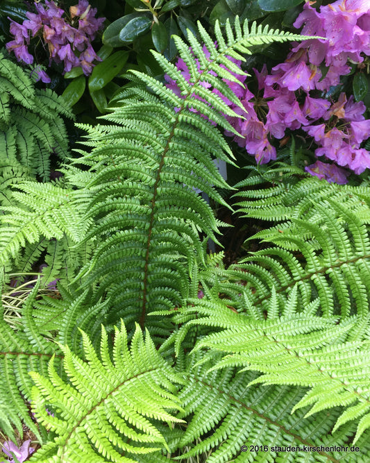 Dryopteris affinis 'Pinderi'