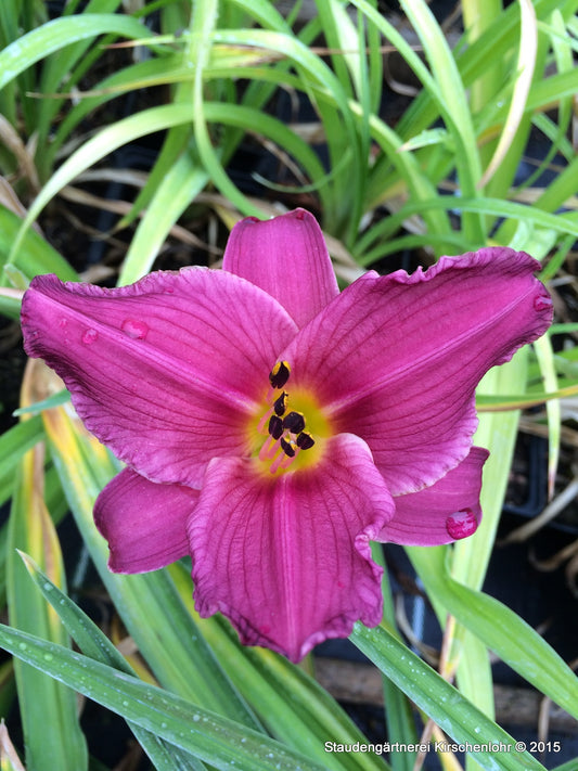 Hemerocallis 'Summer Wine'