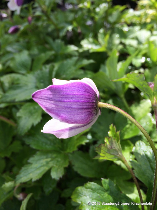 Anemone 'Wild Swan' ®