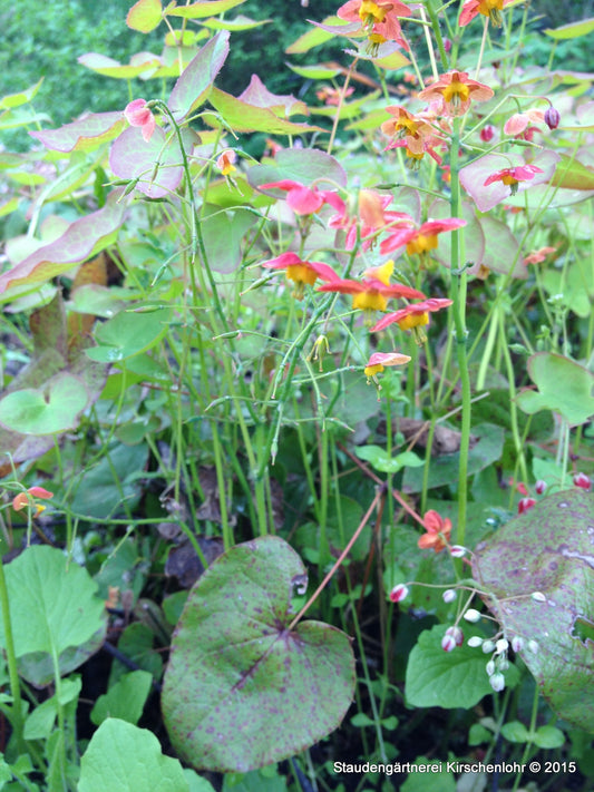 Epimedium x warleyense 'Ellen Willmott'