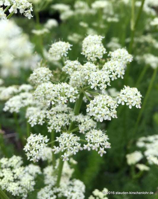 Athamanta turbith subsp. haynaldii