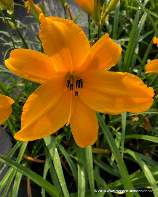 Hemerocallis 'Berliner Premiere'