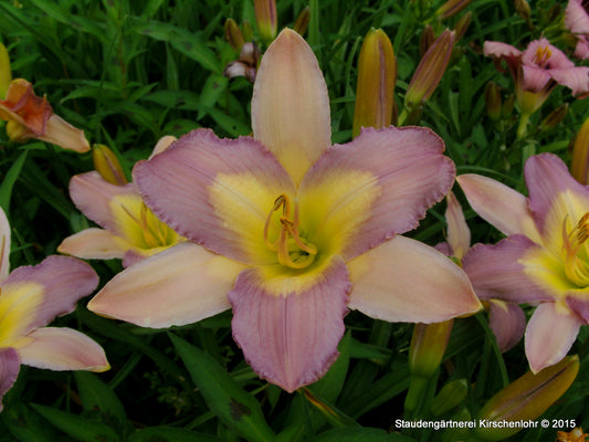 Hemerocallis 'Nile Crane'