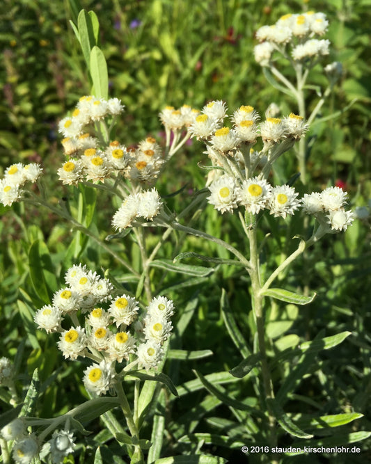 Anaphalis transnokoensis