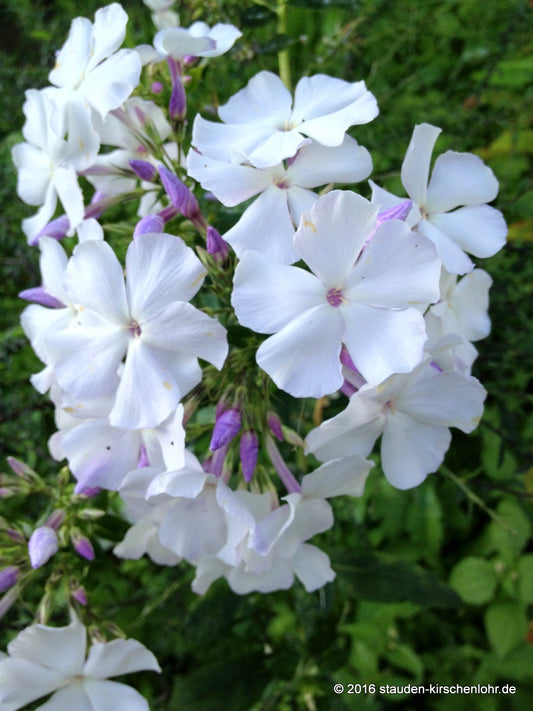 Phlox paniculata 'Polarstern'