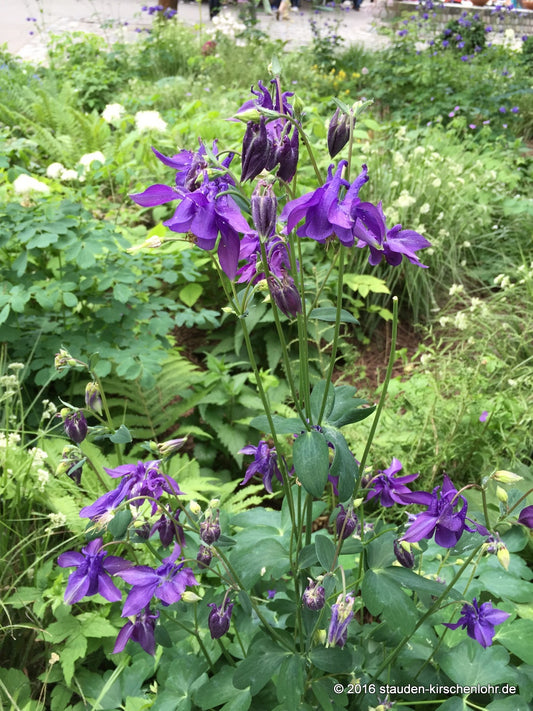 Aquilegia vulgaris