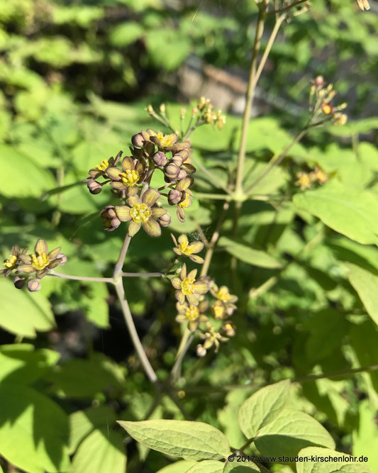 Caulophyllum thalictroides